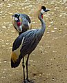 Crowned Crane