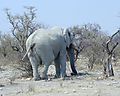Elephant In Etosha National Park, Namibia