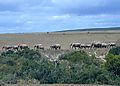 Elephants