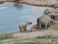 Elephants Drinking At Waterhole