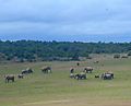 Elephants In Addo National Park