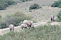 Feeding Elephants