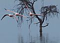 Flamingoes in flight
