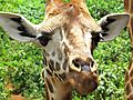 Giraffe Center in Nairobi