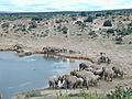 Herds Of Elephants