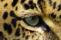 Leopard's Eye
