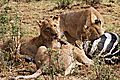 Lions at a zebra kill