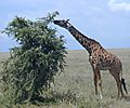 Masai Giraffe Eating