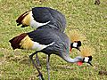 Pair Crested Cranes