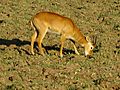 Puku Antelope, Zambia