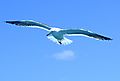 Sea Gull In Flight, South Africa