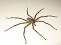 Spider, Malawi