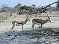 Springbok In Etosha National Park, Namibia