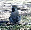 Vervet Monkey, Ngorongoro Crater, Tanzania.