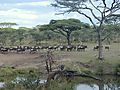 Wildebeest Herd At Waterhole