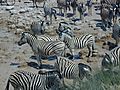 Zebras In Etosha, Namibia