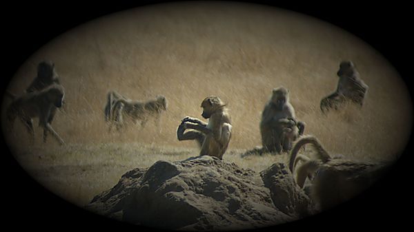 Baboons