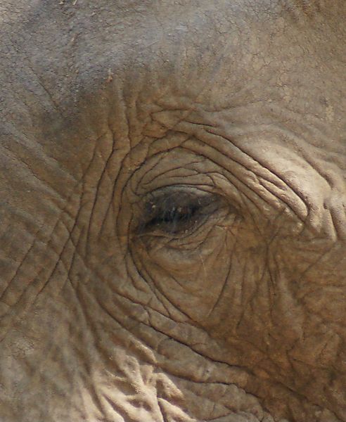 Elephant Eyes - Bits That Fit