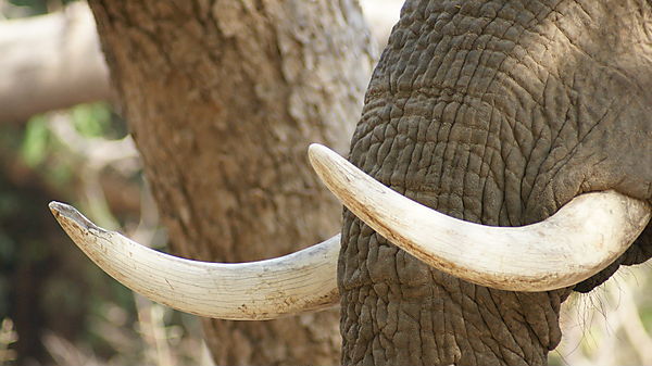 Elephant Trunk- Bits That Fit