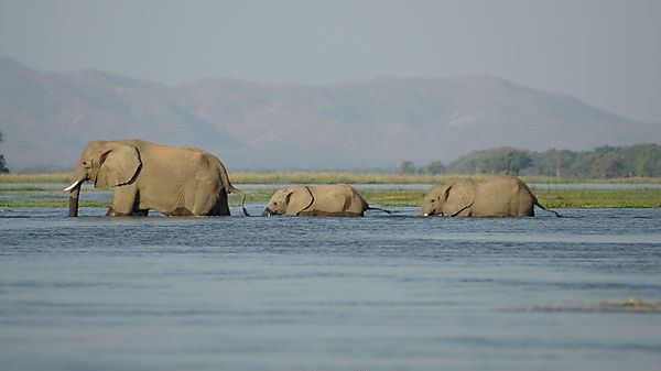 Elephants Wading To An Island