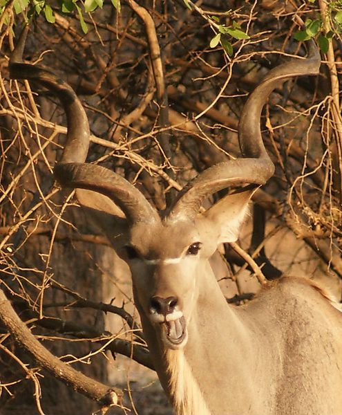 Kudu Bull - Having A Laugh