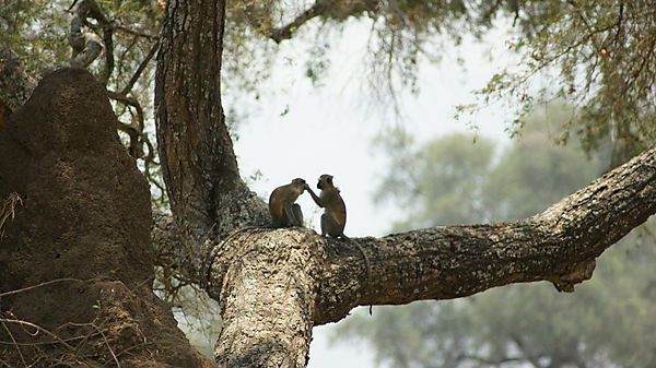 Vervet Monkeys Grooming