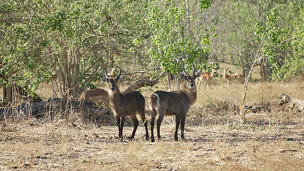 Waterbuck On High Alert