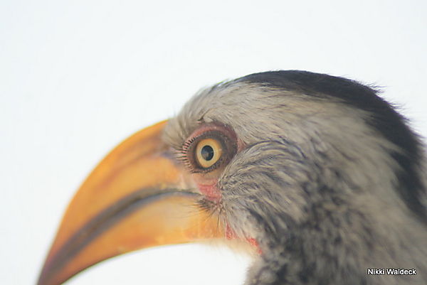 Yellowbilled Hornbill