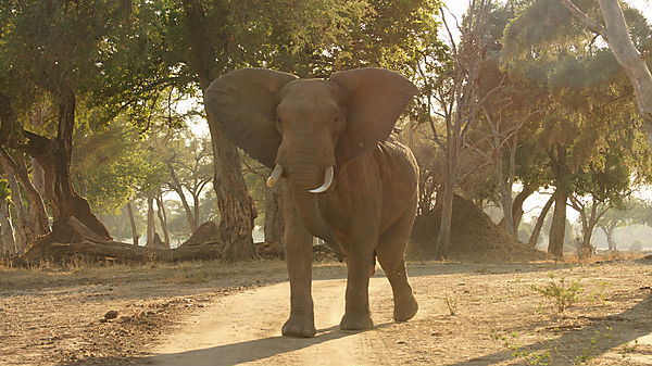 Young Elephant Bull Annoyed With Our Presence