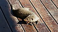 Ophan Mongoose At The Hide