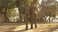 Young Elephant Bull Annoyed With Our Presence