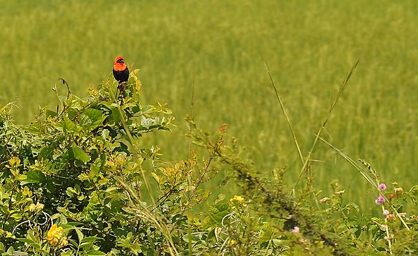 beautiful bird...a weaver?