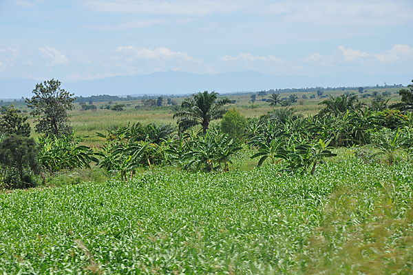 Countryside On Our Drive 2 Hours Out Of Bujumbura