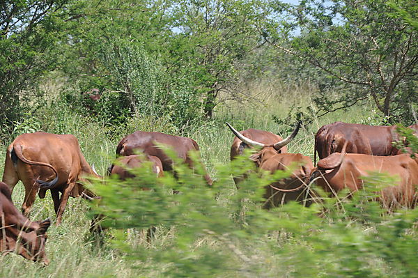 Impressive Longhorned Cattle