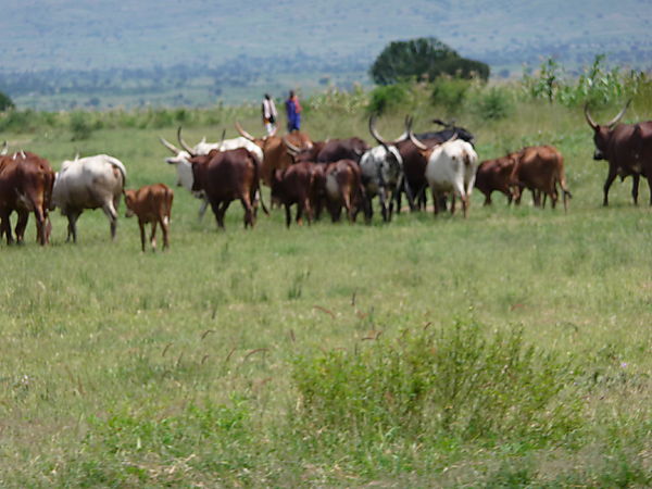 Out In The Country With Their Long Horned Cattle