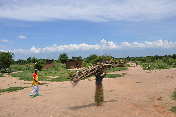 Woman With A Heavy Load Of Firewood