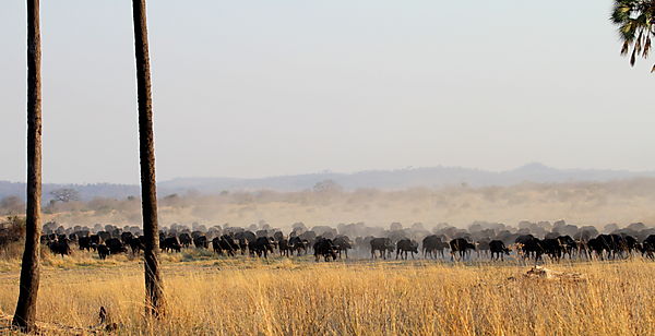 Buffalo Herd