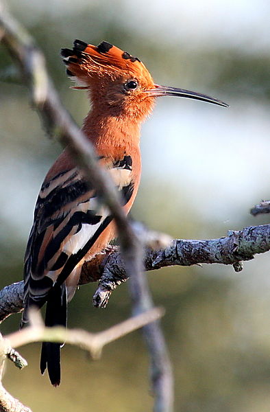 Hoopoe