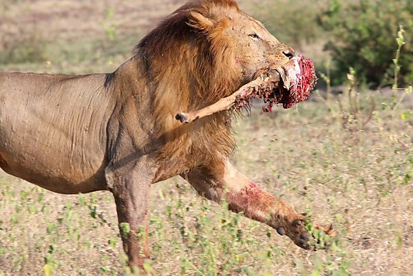 Lion Prances With Leg Of Prey