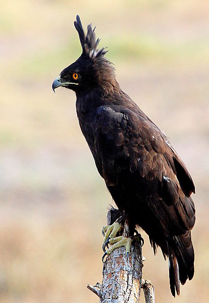Long-crested Eagle