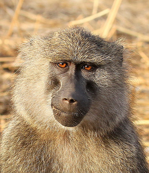 Olive Baboon, Tarangire