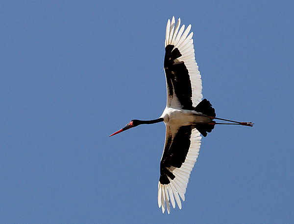 Saddle-billed Stork in Flight