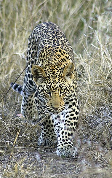 Stalking Leopard