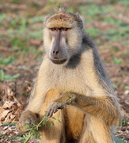 Yellow Baboon, Selous, Tanzania