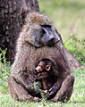 Baby Baboon And Dad