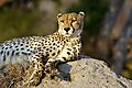 Cheetah At Rest