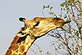 Giraffe Uses Tongue To Strip Leaves