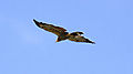 Gymnogene Eagle In Flight