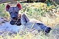 Hyena Pup And Mom, Selous, Tanzania
