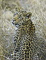 Leopard Looking Over Shoulder